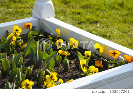 Yellow and orange pansies blooming in a white raised planter, suitable for sunny patios, balconies, and small yards. 138937261