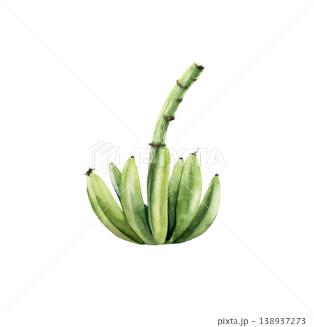 Branch of green bananas. Watercolor hand drawn palm tree. tropical fruit, Isolated illustration on transparent background. Perfect for tropical design projects. For designers, invitations, decoration 138937273