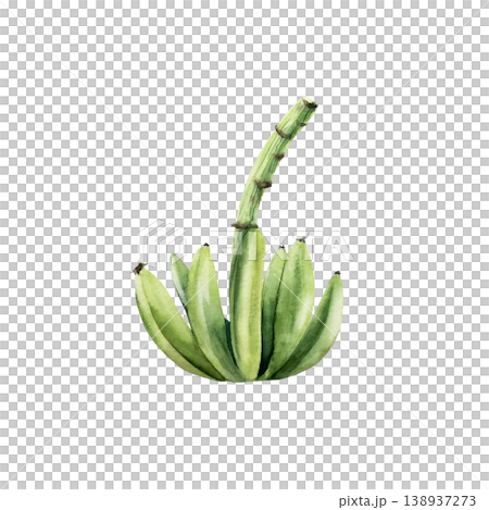 Branch of green bananas. Watercolor hand drawn palm tree. tropical fruit, Isolated illustration on transparent background. Perfect for tropical design projects. For designers, invitations, decoration 138937273