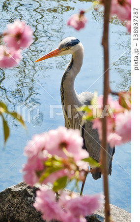 Grey heron standing by water with cherry blossoms in a tranquil japanese garden. Flora and fauna complement each other. 138937287