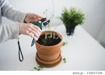 Close-up of a hand using green gardening shears to prune a potted houseplant, illustrating plant maintenance in progress. Close-up of a hand using green gardening shears to prune a potted houseplant, illustrating plant maintenance in progress. 138937298