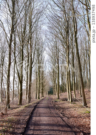 A path between leafless trees in an autumn forest. Landscape of an open dirt road or hiking trail with tall tree branches at the end of fall season. Mysterious path in nature for adventure walks A path between leafless trees in an autumn forest. Landscape of an open dirt road or hiking trail with tall tree branches at the end of fall season. Mysterious path in nature for adventure walks 138937498