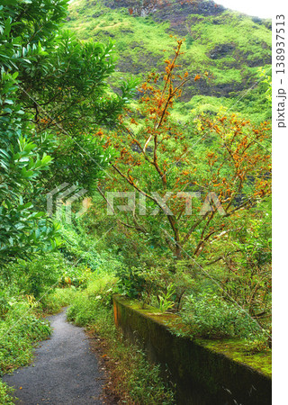 Jungle road Jungle road 138937513