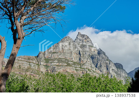 Vibrant plants surrounding Table mountain in Cape town, South Africa with copyspace. Landscape of tall trees and lush green bushes growing in peaceful harmony. Calm, fresh, and soothing nature 138937538