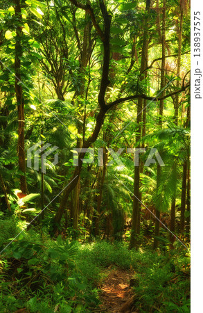 Scenic view of lush foliage and dense forest trees in Hawaii rainforest. Exploring nature and wildlife on remote tropical island for vacation and holiday. Green plants and bushes in mother nature Scenic view of lush foliage and dense forest trees in Hawaii rainforest. Exploring nature and wildlife on remote tropical island for vacation and holiday. Green plants and bushes in mother nature 138937575