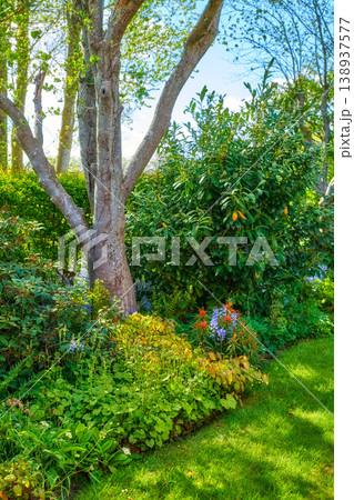 Closeup natural view of beautiful trees and nature. Bright colorful greenery showing life outdoors, clean cut fresh plants and grass. Detailed environment of leaves and stems on a sunny day. Closeup natural view of beautiful trees and nature. Bright colorful greenery showing life outdoors, clean cut fresh plants and grass. Detailed environment of leaves and stems on a sunny day. 138937577