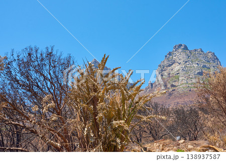 Twelve Apostles at Table Mountain in Cape Town against a clear blue sky background from below. Panoramic view of plants and shrubs growing around a majestic rocky valley and scenic landmark in nature Twelve Apostles at Table Mountain in Cape Town against a clear blue sky background from below. Panoramic view of plants and shrubs growing around a majestic rocky valley and scenic landmark in nature 138937587