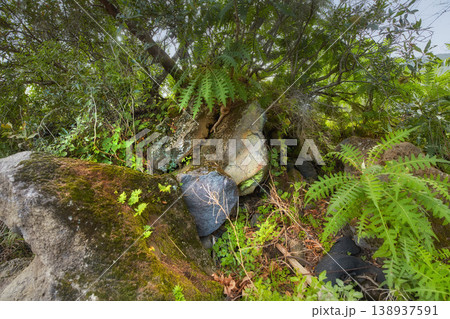 Closeup of a Boston fern plant growing amongst vegetation and greenery in a backyard garden, field, or park during summer. Plants, trees, and shrubs on the Island of La Palma, Canary Islands in Spain Closeup of a Boston fern plant growing amongst vegetation and greenery in a backyard garden, field, or park during summer. Plants, trees, and shrubs on the Island of La Palma, Canary Islands in Spain 138937591