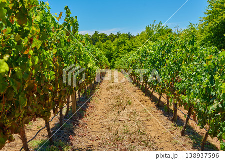 Stellenbosch district, Western Cape Province, South Africa. Most famous wine producing region in South Africa, steeped in wine producing history and is home to the countrys best known wine estates Stellenbosch district, Western Cape Province, South Africa. Most famous wine producing region in South Africa, steeped in wine producing history and is home to the countrys best known wine estates 138937596