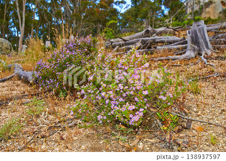 Fynbos in Table Mountain National Park, Cape of Good Hope, South Africa. Closeup of scenic landscape environment with fine bush indigenous plant and flower species growing in a nature reserve Fynbos in Table Mountain National Park, Cape of Good Hope, South Africa. Closeup of scenic landscape environment with fine bush indigenous plant and flower species growing in a nature reserve 138937597
