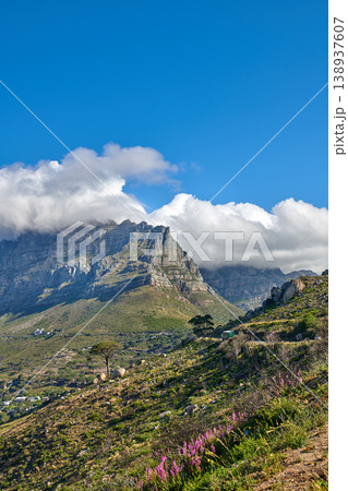 Copyspace and landscape of Table Mountain with lush pasture and flowers with cloudy blue sky background. Vegetation on a grassy slope or cliff with hiking trails to explore Cape Town, South Africa Copyspace and landscape of Table Mountain with lush pasture and flowers with cloudy blue sky background. Vegetation on a grassy slope or cliff with hiking trails to explore Cape Town, South Africa 138937607