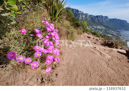 Colorful pink flowers on a hiking trail along the mountain. .Vibrant mesembryanthemums or vygies from the aizoaceae species growing on dry sandy land in a natural environment on Lions Head Cape Town 138937632