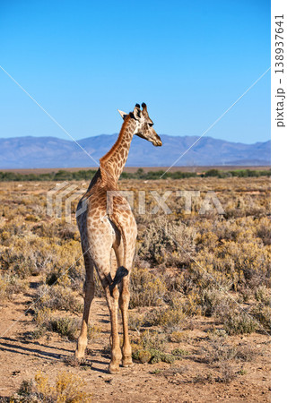 Giraffe in a savannah in South Africa from the back on a sunny day against a blue sky copy space background. One tall wild animal with long neck spotted on safari in a dry and deserted national park Giraffe in a savannah in South Africa from the back on a sunny day against a blue sky copy space background. One tall wild animal with long neck spotted on safari in a dry and deserted national park 138937641