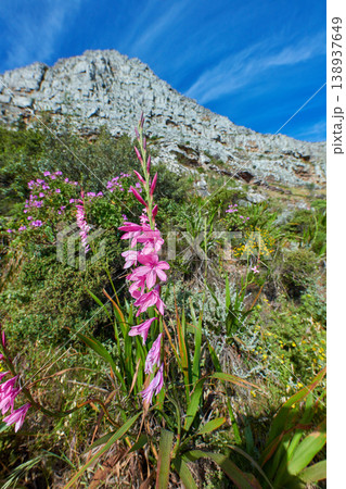 Beautiful Gladiolus Gladioli flowers on a hiking trail with a blue sky and sunshine in the background. Many purple, pink and green organic flowering plants on a nature explore path with copy space Beautiful Gladiolus Gladioli flowers on a hiking trail with a blue sky and sunshine in the background. Many purple, pink and green organic flowering plants on a nature explore path with copy space 138937649