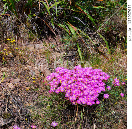 Beautiful bunch of wild trailing ice plants in quiet forest. Lush green bushes and leaves growing in a peaceful park. Serene beauty in nature with patterns of vibrant pink flowers in soothing nature 138937653
