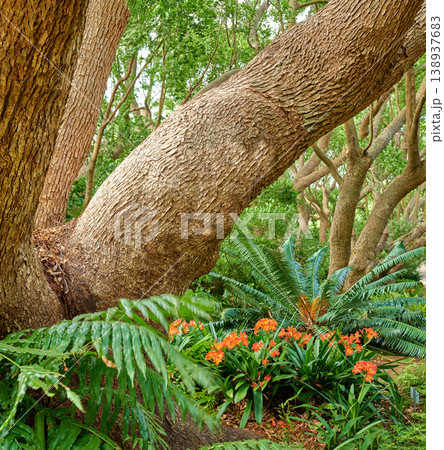 Green ferns and big wild trees growing in lush Kirstenbosch Botanical Gardens in Cape Town on a sunny day outdoors in spring. Closeup of vibrant orange flowers and leafy plants blooming in nature 138937683