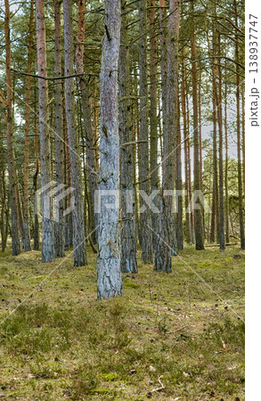 Scenic and peaceful landscape of a hiking trail to explore and travel in nature outdoors. Pine trees in an organic lush garden, forest, or park with green trees and plants in a natural environment. 138937747