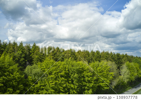 Forest of trees under a cloudy blue sky along a narrow road. Beautiful day out in nature aside the living landscape, green. High view of surroundings under the clouds in the outdoors. 138937778