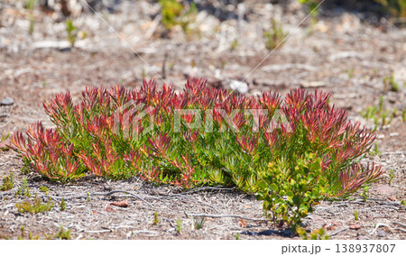 Flora and plants in a peaceful ecosystem and uncultivated nature reserve in summer. Lush red fynbos flowers and shrubs growing among the rough terrain on Table Mountain in Cape Town, South Africa. 138937807