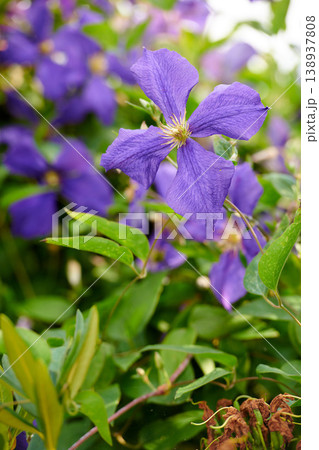 Closeup of colorful purple flowers in a garden. Cranesbill geranium growing in a natural environment on a sunny day. Beautiful plants with vibrant violet petals blooming and blossoming in spring Closeup of colorful purple flowers in a garden. Cranesbill geranium growing in a natural environment on a sunny day. Beautiful plants with vibrant violet petals blooming and blossoming in spring 138937808