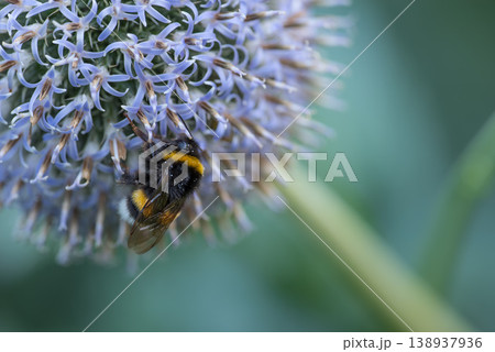 Large bumble bee on a thistle. Purple flower Echinops sphaerocephalus. Blue great globe thistle or pale purple flowering plant. Bumble bee and Perfect attracting pollinator blossoming flower. 138937936