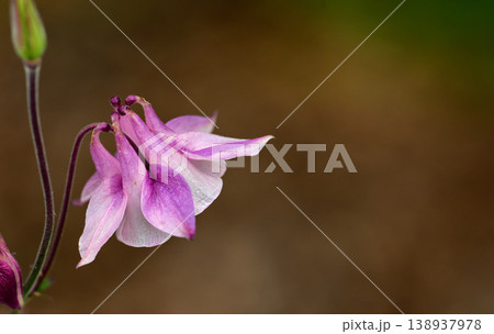 Closeup of one pink and white flower in blur garden background. A flowerhead of a petticoat pink plant growing outside. Purple grannys bonnet flowers blooming in a park or backyard during summertime 138937978