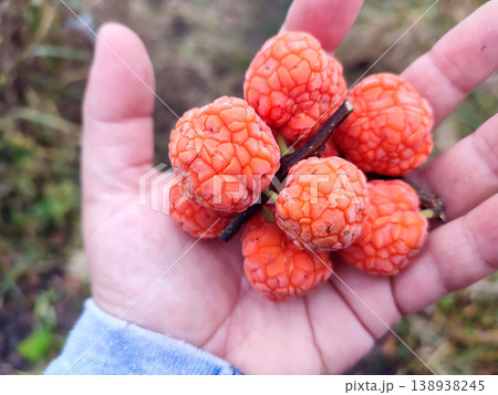 Cudrania berries on a hand. Spherical fruits of red, burgundy or orange color on arm close-up. Sweet edible fruits. Complex polydrupe. Top view. Cudrania berries on a hand. Spherical fruits of red, burgundy or orange color on arm close-up. Sweet edible fruits. Complex polydrupe. Top view. 138938245