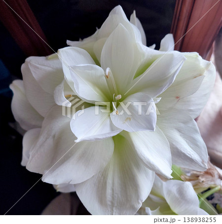 Hippeastrum amaryllis Marilyn. Large blooming flower white color. Blooming flower with many white petals on green stem with green leaves. Decorative houseplant. Inflorescence of blossoming flower Hippeastrum amaryllis Marilyn. Large blooming flower white color. Blooming flower with many white petals on green stem with green leaves. Decorative houseplant. Inflorescence of blossoming flower 138938255