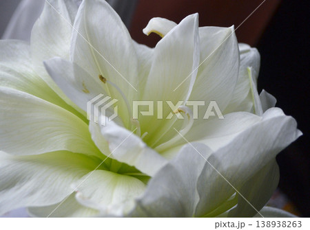Hippeastrum amaryllis Marilyn. Large blooming flower white color. Blooming flower with many white petals on green stem with green leaves. Decorative houseplant. Inflorescence of blossoming flower Hippeastrum amaryllis Marilyn. Large blooming flower white color. Blooming flower with many white petals on green stem with green leaves. Decorative houseplant. Inflorescence of blossoming flower 138938263