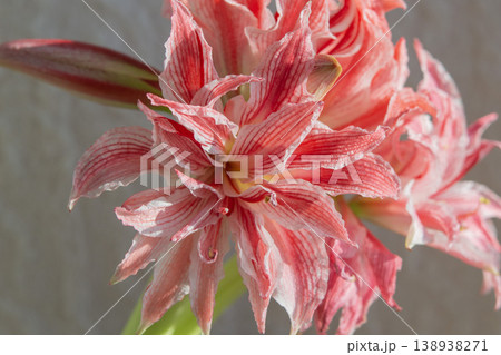 Hippeastrum amaryllis Doublet close-up. Large blooming flower red white color. Blooming flower with red petals on green stem with green leaves. Decorative houseplant. Inflorescence blossoming flower Hippeastrum amaryllis Doublet close-up. Large blooming flower red white color. Blooming flower with red petals on green stem with green leaves. Decorative houseplant. Inflorescence blossoming flower 138938271