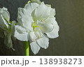 Hippeastrum amaryllis Polar Belle. Large blooming flower white color. Blooming flower with many white petals on green stem with green leaves. Decorative houseplant. Inflorescence of blossoming flower 138938273