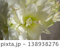 Hippeastrum amaryllis Polar Belle. Large blooming flower white color. Blooming flower with many white petals on green stem with green leaves. Decorative houseplant. Inflorescence of blossoming flower 138938276