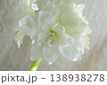 Hippeastrum amaryllis Polar Belle. Large blooming flower white color. Blooming flower with many white petals on green stem with green leaves. Decorative houseplant. Inflorescence of blossoming flower 138938278