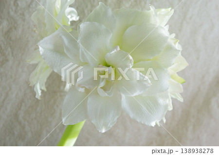 Hippeastrum amaryllis Polar Belle. Large blooming flower white color. Blooming flower with many white petals on green stem with green leaves. Decorative houseplant. Inflorescence of blossoming flower Hippeastrum amaryllis Polar Belle. Large blooming flower white color. Blooming flower with many white petals on green stem with green leaves. Decorative houseplant. Inflorescence of blossoming flower 138938278