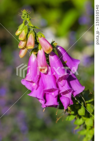 Foxglove or Digitalis Purpurea is in full bloom and growing in the garden. Purple flower or flowerhead blossoming with lush green trees in the background. Closeup of a plant or flora on a summer day 138938540