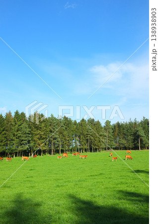 Full length herd of hereford cow standing together and grazing on farm pasture. Hairy brown animals eating green grass with a blue copy space sky on an estate. Raising live cattle for dairy industry Full length herd of hereford cow standing together and grazing on farm pasture. Hairy brown animals eating green grass with a blue copy space sky on an estate. Raising live cattle for dairy industry 138938903