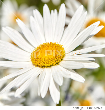 Closeup of a white daisy flower growing in a garden in summer with blurred background. Marguerite plants blooming in botanical garden in spring. Bunch of cheerful wild flower blooms in the backyard 138938924