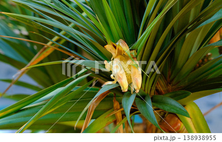 Screw pine tree with edible fruit growing in a garden in a tropical environment. Closeup of pandanus tectorius species of plant with long green leaves blooming and blossoming in nature on a sunny day 138938955