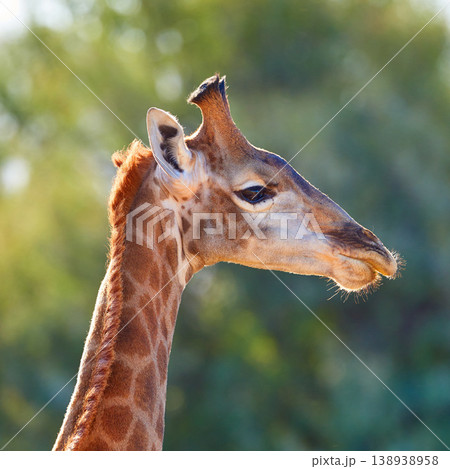Closeup of wildlife in a conservation national park with wild animals in Africa. A single long neck mammal in the savannah region. One giraffe in the wild on safari during a hot summer day. Closeup of wildlife in a conservation national park with wild animals in Africa. A single long neck mammal in the savannah region. One giraffe in the wild on safari during a hot summer day. 138938958