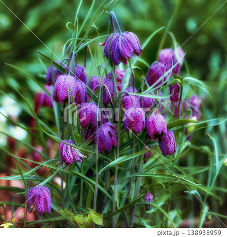 My garden. Magical purple chess flowers growing in a green meadow or forest. Stunning violet and pink blooms against a blurred background within nature. The mysterious and wild snake head fritillary. My garden. Magical purple chess flowers growing in a green meadow or forest. Stunning violet and pink blooms against a blurred background within nature. The mysterious and wild snake head fritillary. 138938959
