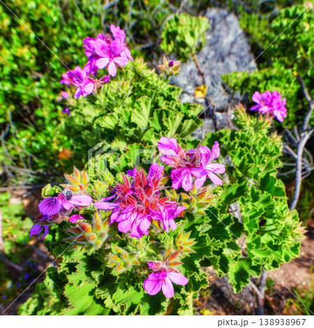 Pink mesembryanthem fynbos flowers growing on Table Mountain, Cape Town in South Africa. Green bushes and dry shrubs with flora and plants in a serene and uncultivated nature reserve in summer Pink mesembryanthem fynbos flowers growing on Table Mountain, Cape Town in South Africa. Green bushes and dry shrubs with flora and plants in a serene and uncultivated nature reserve in summer 138938967