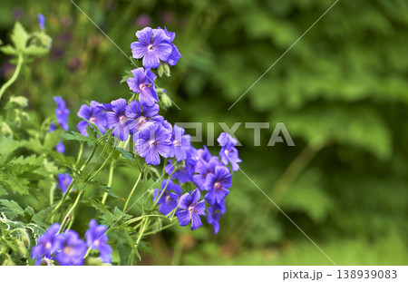 Himalayan cranesbill flowers growing in a field or botanical garden with copy space. Plants with vibrant leaves and violet petals blooming and blossoming in spring in a lush nature environment Himalayan cranesbill flowers growing in a field or botanical garden with copy space. Plants with vibrant leaves and violet petals blooming and blossoming in spring in a lush nature environment 138939083