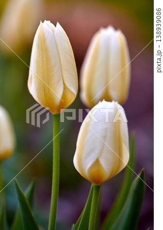 Natural white closeup landscape view of tulips. Isolated group of flowers growing from stems with natural details. Green, yellow, beauty of plant showing growth on root in a blur background. 138939086
