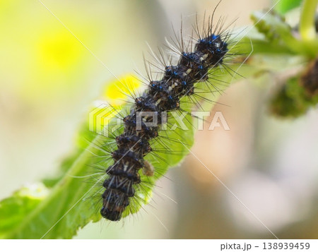 葉を食害するクワゴマダラヒトリの幼虫 葉を食害するクワゴマダラヒトリの幼虫 138939459