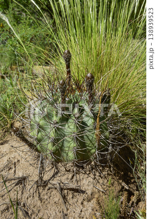 Cactus in calden forest landscape, La Pampa province, Patagonia, Argentina. Cactus in calden forest landscape, La Pampa province, Patagonia, Argentina. 138939523