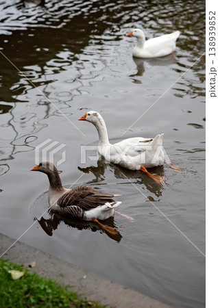 Three geese swimming in calm water with reflections and green grass on the shore Three geese swimming in calm water with reflections and green grass on the shore 138939852