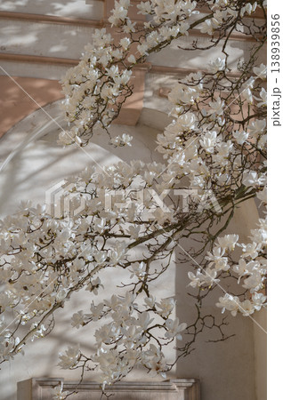 White magnolia flowers blooming on branches against a light-colored wall in a serene setting 138939856