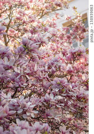 Pink magnolia flowers blooming on tree branches in spring sunlight against a building backdrop Pink magnolia flowers blooming on tree branches in spring sunlight against a building backdrop 138939863