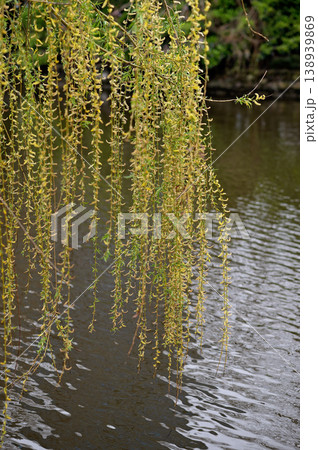 Green willow branches hanging over calm water surface in serene natural setting Green willow branches hanging over calm water surface in serene natural setting 138939869