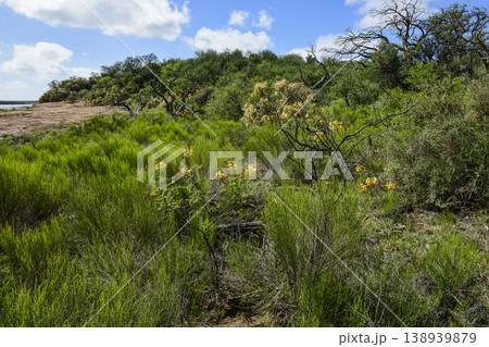 Calden forest grass landscape,  La Pampa province, Patagonia, Argentina. 138939879